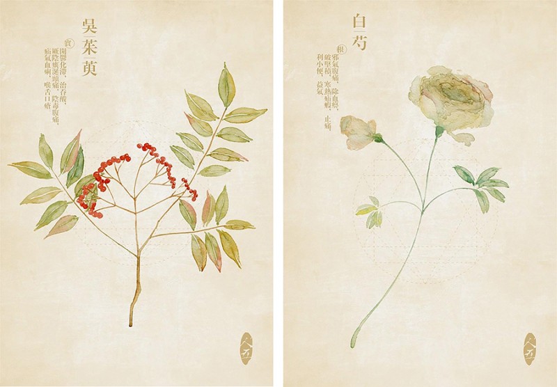 人五:畫了上百種水彩植物的插畫師