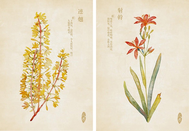 人五:畫了上百種水彩植物的插畫師