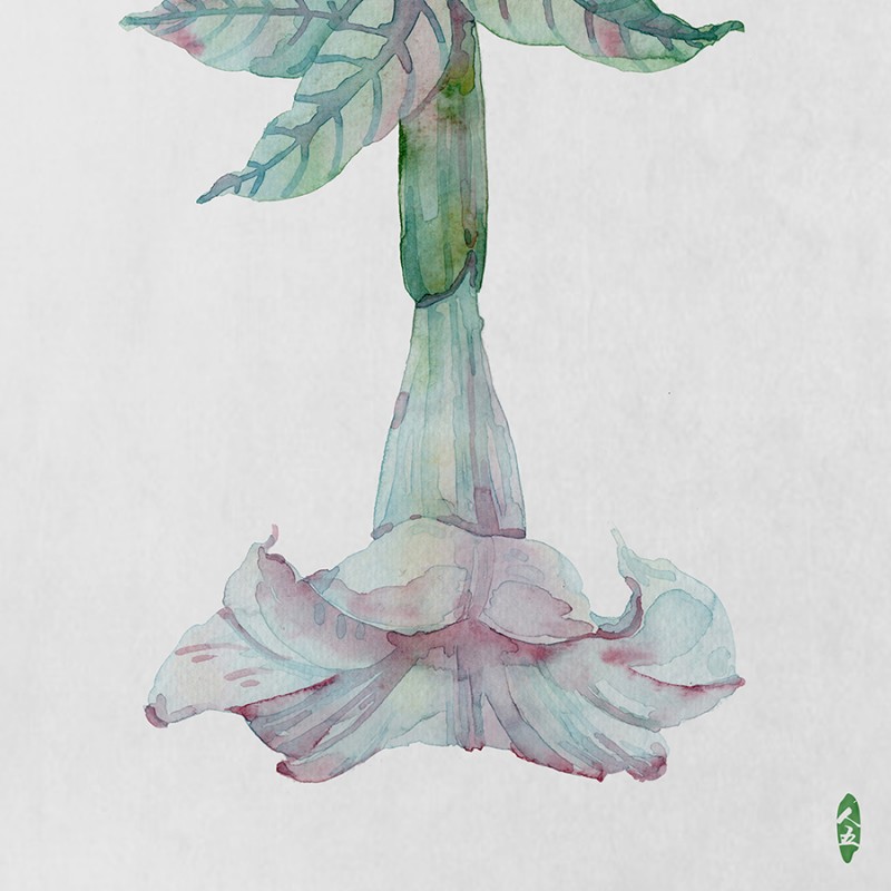 人五:畫了上百種水彩植物的插畫師