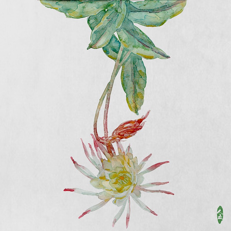 人五:畫了上百種水彩植物的插畫師