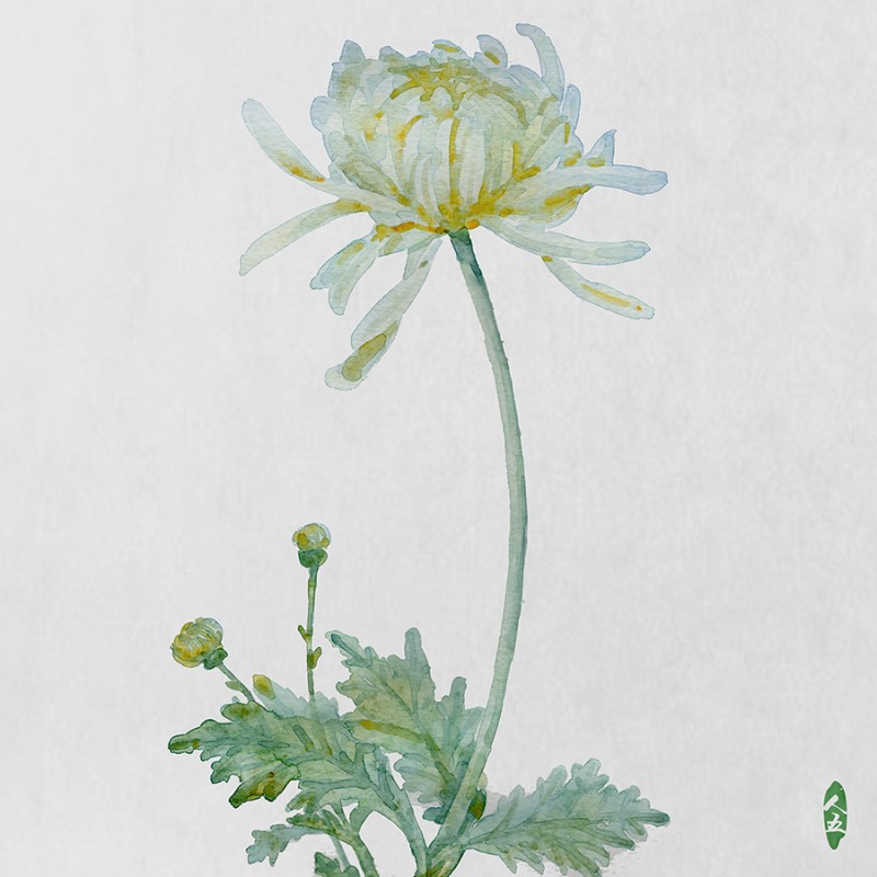 人五:畫了上百種水彩植物的插畫師