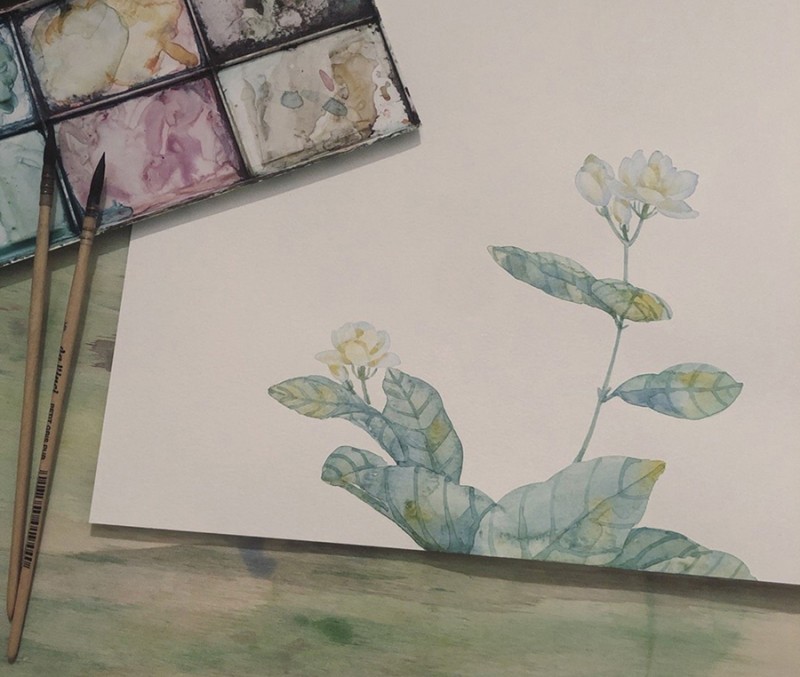 人五:畫了上百種水彩植物的插畫師