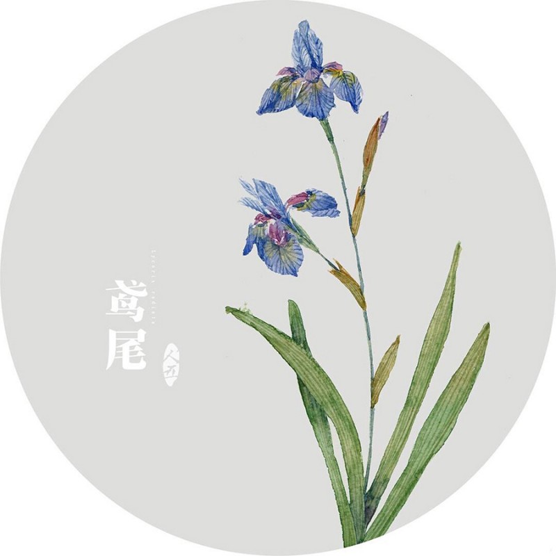 人五:畫了上百種水彩植物的插畫師