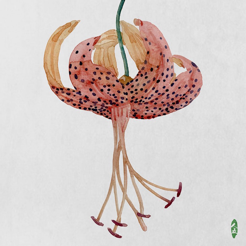 人五:畫了上百種水彩植物的插畫師