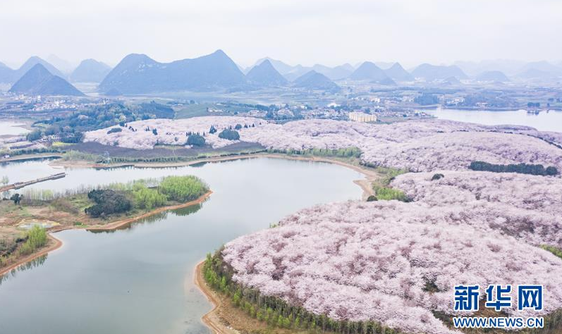 櫻花盛開迎春至