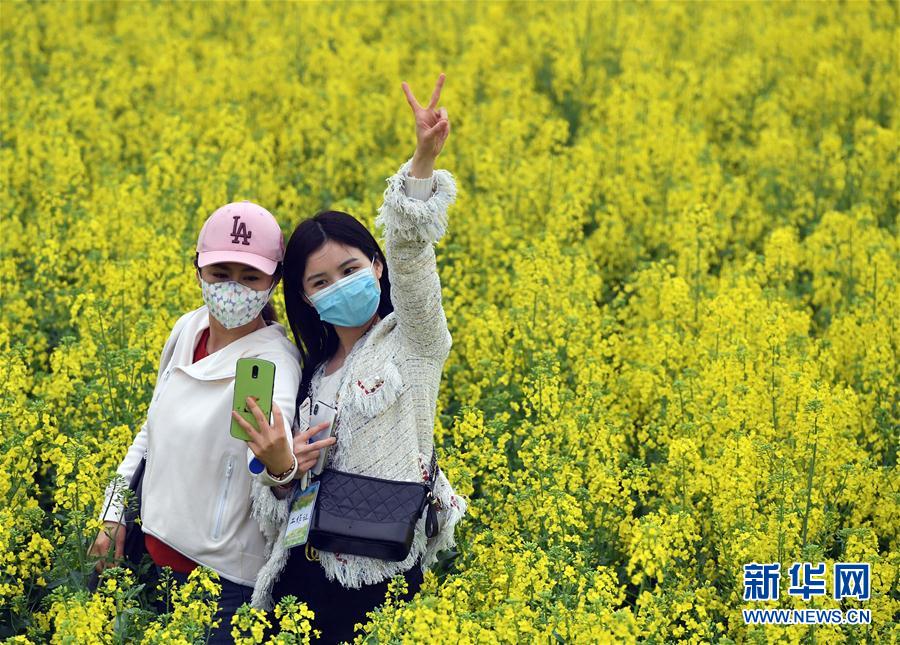 （社會(huì)）（2）河南寶豐：油菜花開引客來(lái)