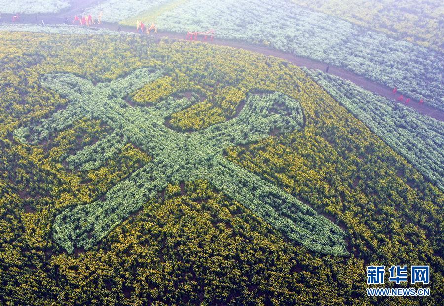 （社會(huì)）（1）河南寶豐：油菜花開引客來(lái)