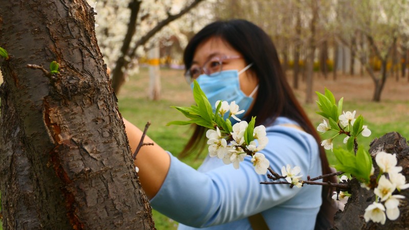 靳新國攝影: 桃花春色暖先開，明媚誰人不看來