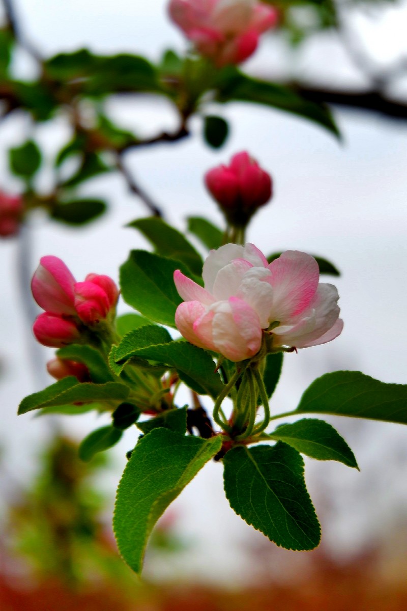 孫建軍攝影:“花之貴妃”——詩(shī)詞里的海棠花