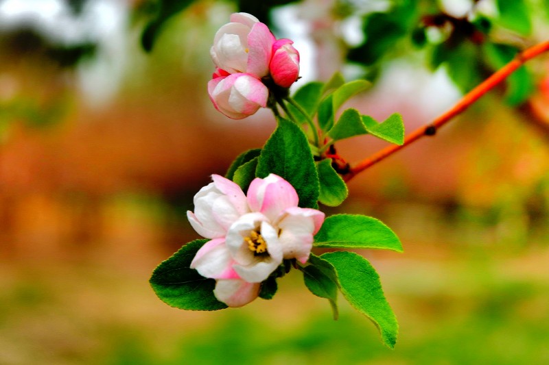 孫建軍攝影:“花之貴妃”——詩(shī)詞里的海棠花