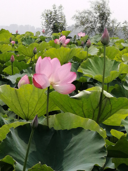 又是一年荷花開——李月手機(jī)拍圖