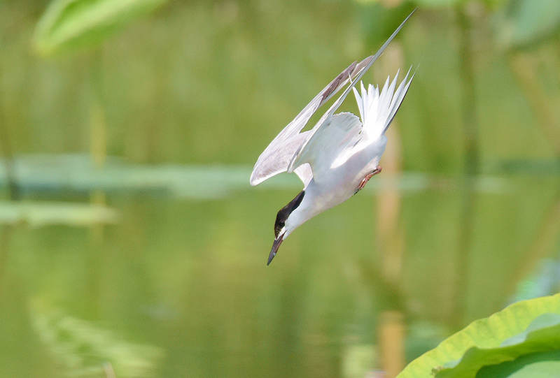 朱香順鏡頭記錄.燕鷗：鳥類飛遠(yuǎn)冠軍