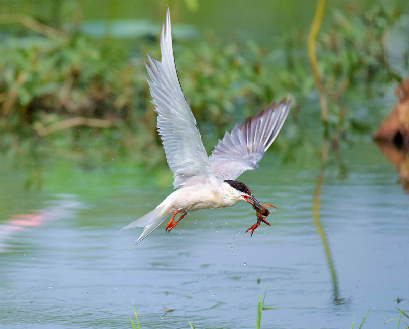 朱香順鏡頭記錄.燕鷗：鳥類飛遠(yuǎn)冠軍