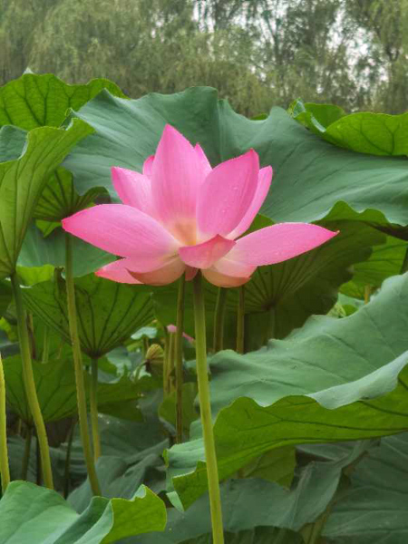 丁育春手機(jī)拍圖——大運(yùn)河森林公園的花