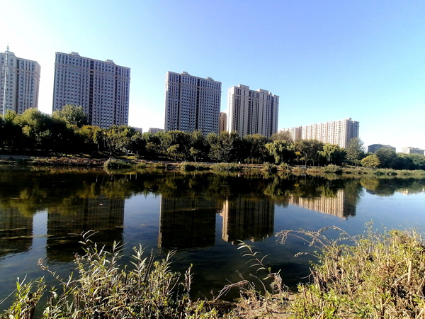 亦莊新濱河森林公園的低向日葵