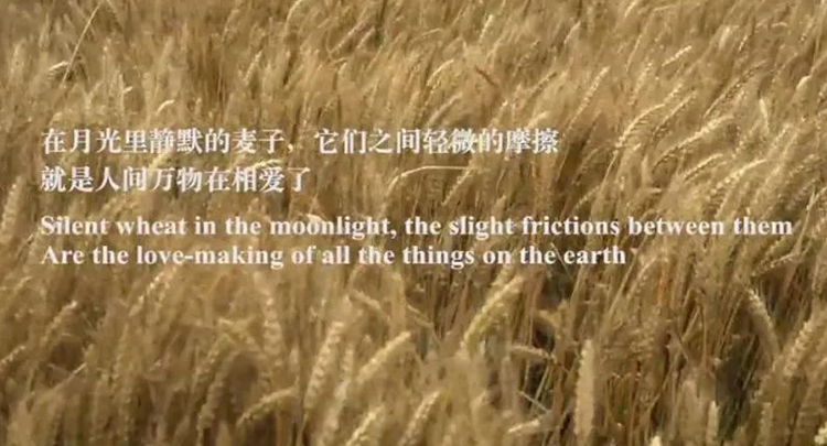 她不是中國最好的詩人，但卻是最打動我的詩人