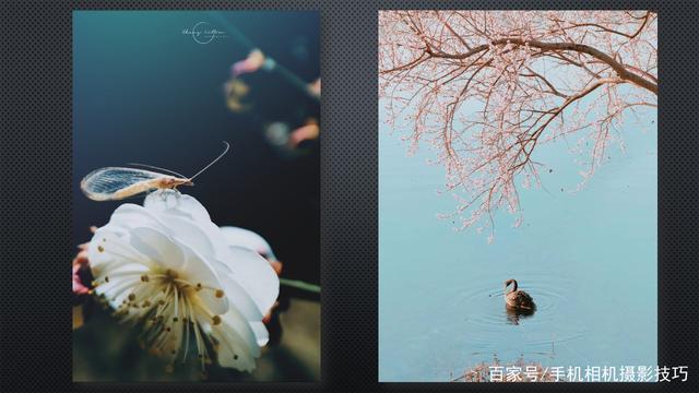 春花盛開，手機怎么拍？記住這4條秘訣，就能出大片！