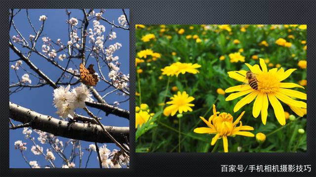 春花盛開，手機怎么拍？記住這4條秘訣，就能出大片！