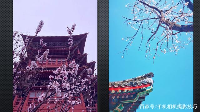 春花盛開，手機怎么拍？記住這4條秘訣，就能出大片！