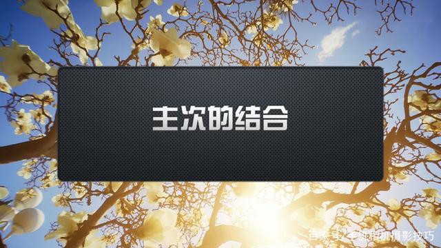 春花盛開，手機怎么拍？記住這4條秘訣，就能出大片！