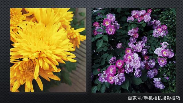 春花盛開，手機怎么拍？記住這4條秘訣，就能出大片！