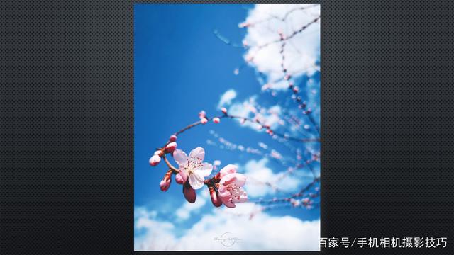 春花盛開，手機怎么拍？記住這4條秘訣，就能出大片！