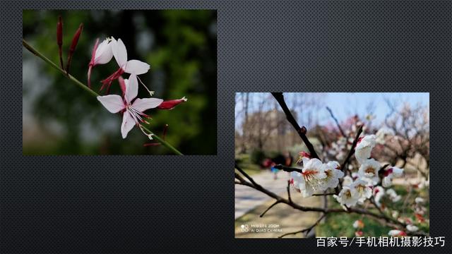 春花盛開，手機怎么拍？記住這4條秘訣，就能出大片！