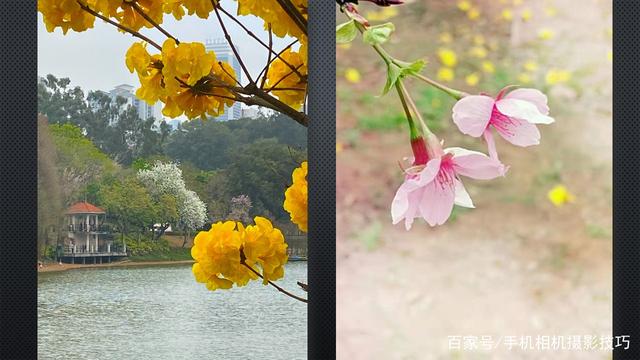春花盛開，手機怎么拍？記住這4條秘訣，就能出大片！