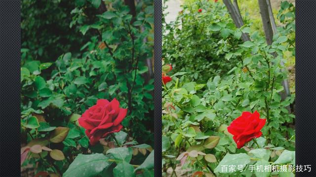 春花盛開，手機怎么拍？記住這4條秘訣，就能出大片！