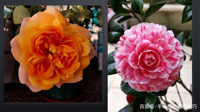 春花盛開，手機怎么拍？記住這4條秘訣，就能出大片！
