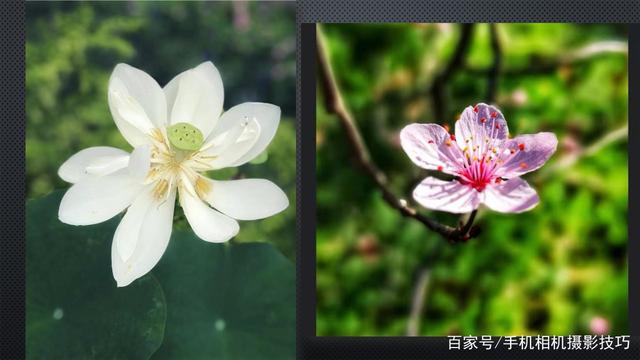 春花盛開，手機怎么拍？記住這4條秘訣，就能出大片！
