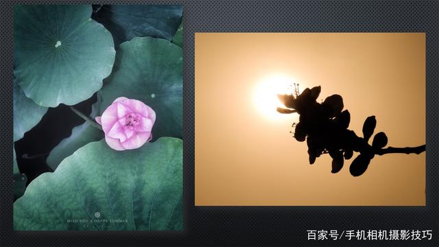 春花盛開，手機怎么拍？記住這4條秘訣，就能出大片！