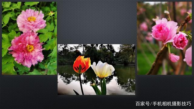 春花盛開，手機怎么拍？記住這4條秘訣，就能出大片！