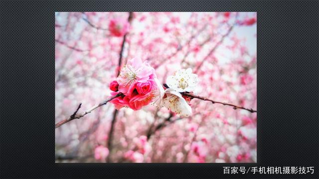 春花盛開，手機怎么拍？記住這4條秘訣，就能出大片！