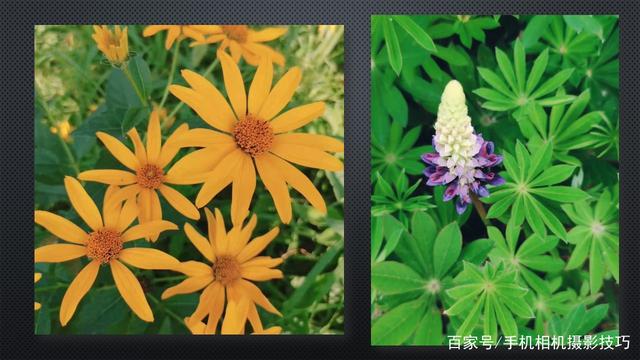 春花盛開，手機怎么拍？記住這4條秘訣，就能出大片！
