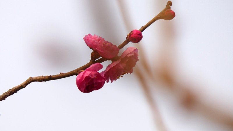 明城墻遺址早春三花