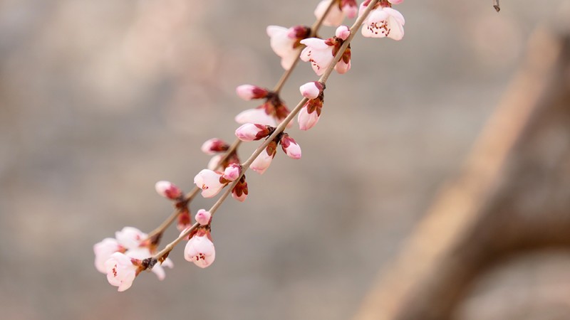 明城墻遺址早春三花