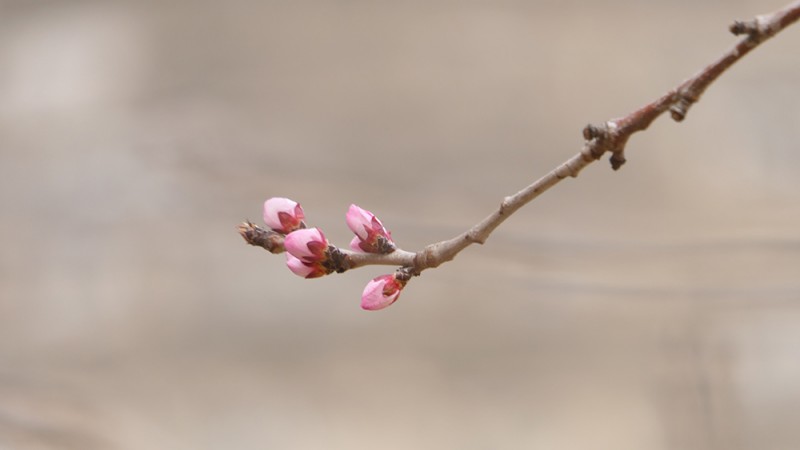 明城墻遺址早春三花