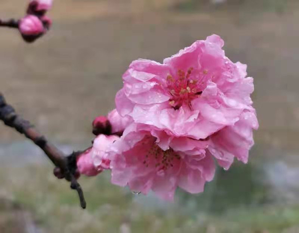 雨潤(rùn)紅姿嬌——周家鴻手機(jī)拍圖