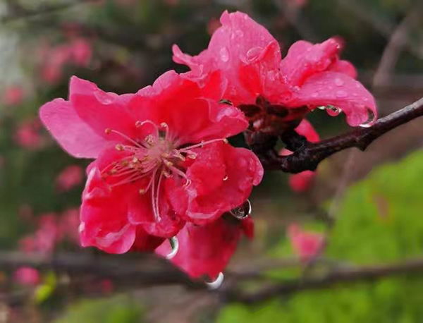 雨潤(rùn)紅姿嬌——周家鴻手機(jī)拍圖
