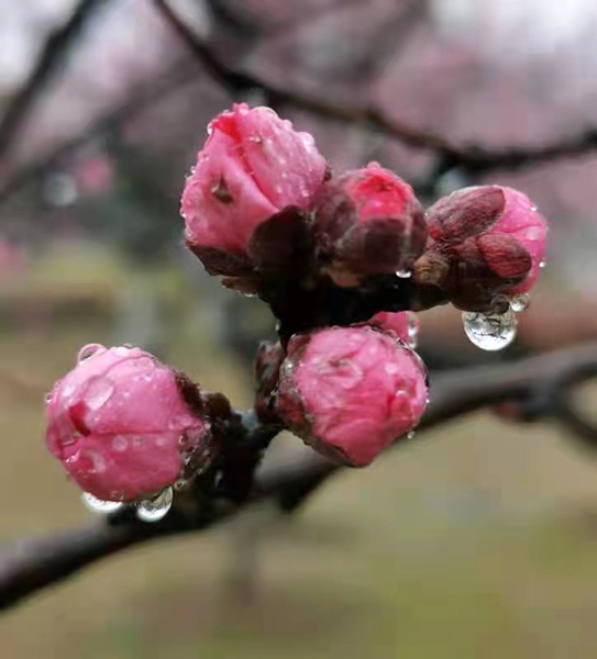 雨潤(rùn)紅姿嬌——周家鴻手機(jī)拍圖