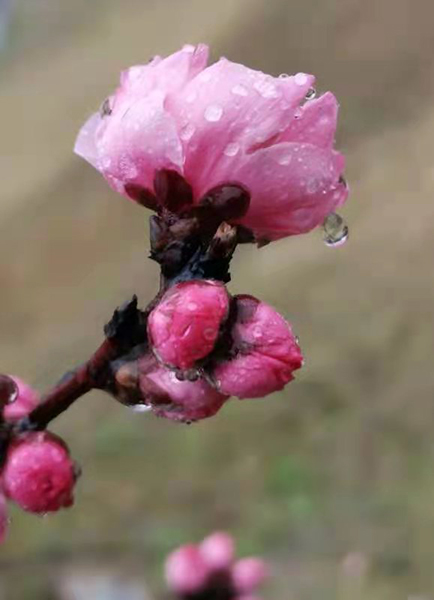 雨潤(rùn)紅姿嬌——周家鴻手機(jī)拍圖
