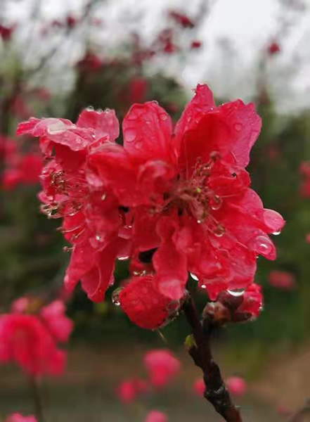 雨潤(rùn)紅姿嬌——周家鴻手機(jī)拍圖
