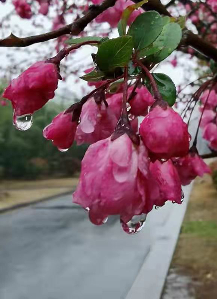 雨潤(rùn)紅姿嬌——周家鴻手機(jī)拍圖
