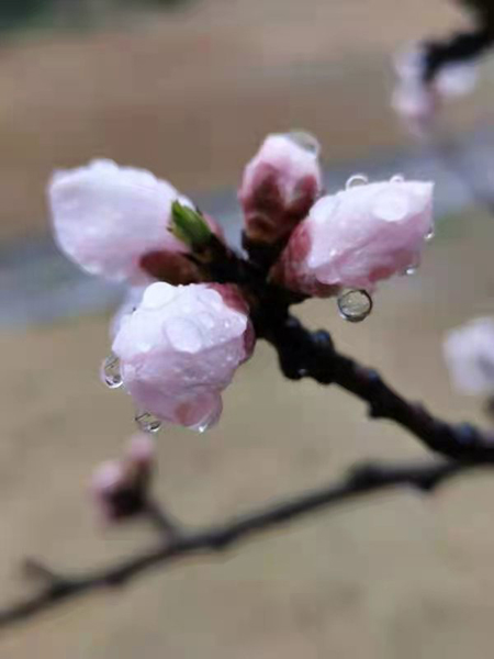 雨潤(rùn)紅姿嬌——周家鴻手機(jī)拍圖