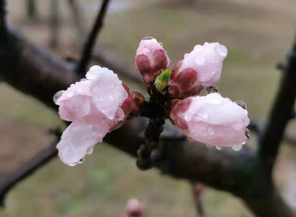 雨潤(rùn)紅姿嬌——周家鴻手機(jī)拍圖