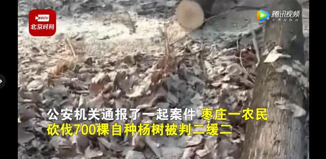 農(nóng)民砍自家樹(shù)700棵獲刑！處罰依據(jù)公布