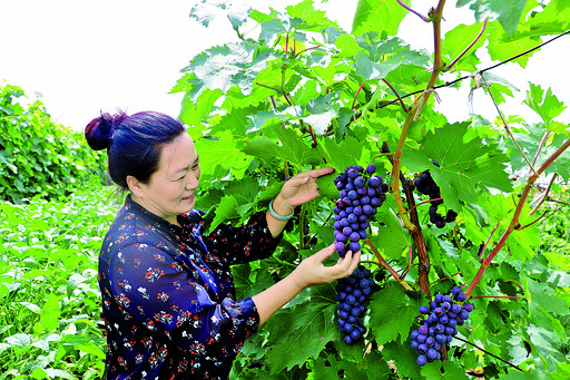 返鄉(xiāng)創(chuàng)業(yè)大學(xué)生的示范效應(yīng)：一名大學(xué)生改變一個(gè)村