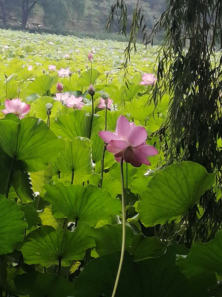 圓明園荷花開了