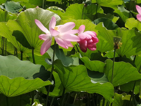 圓明園荷花開了